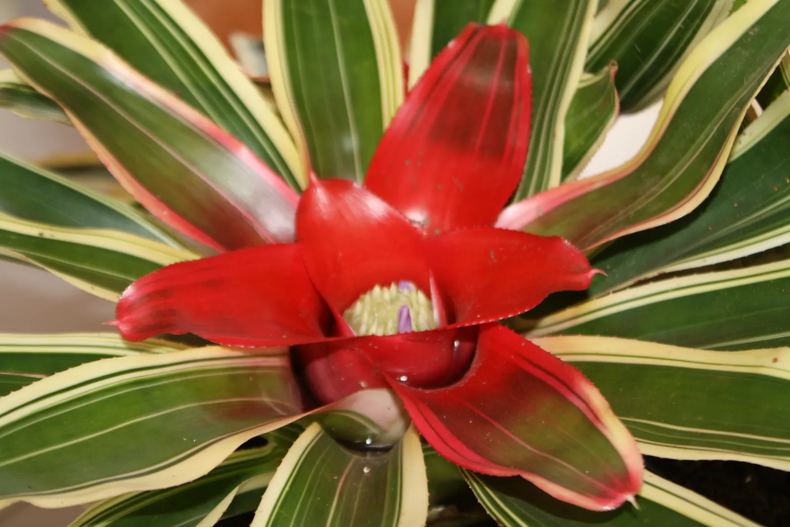Neoregelias (Neoregelia Cultivars) — filled within their central tank rather than the soil; moderate humidity and temperatures between 70-90°F, image 94