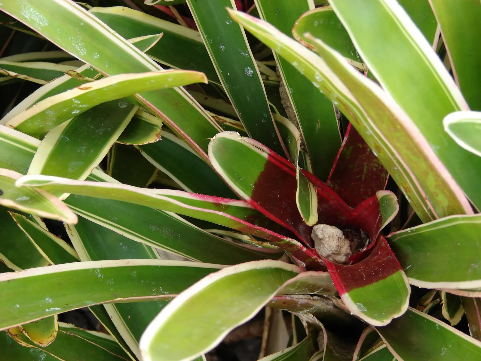 Neoregelias (Neoregelia Cultivars) — serve as strikingly attractive elements in any landscape design