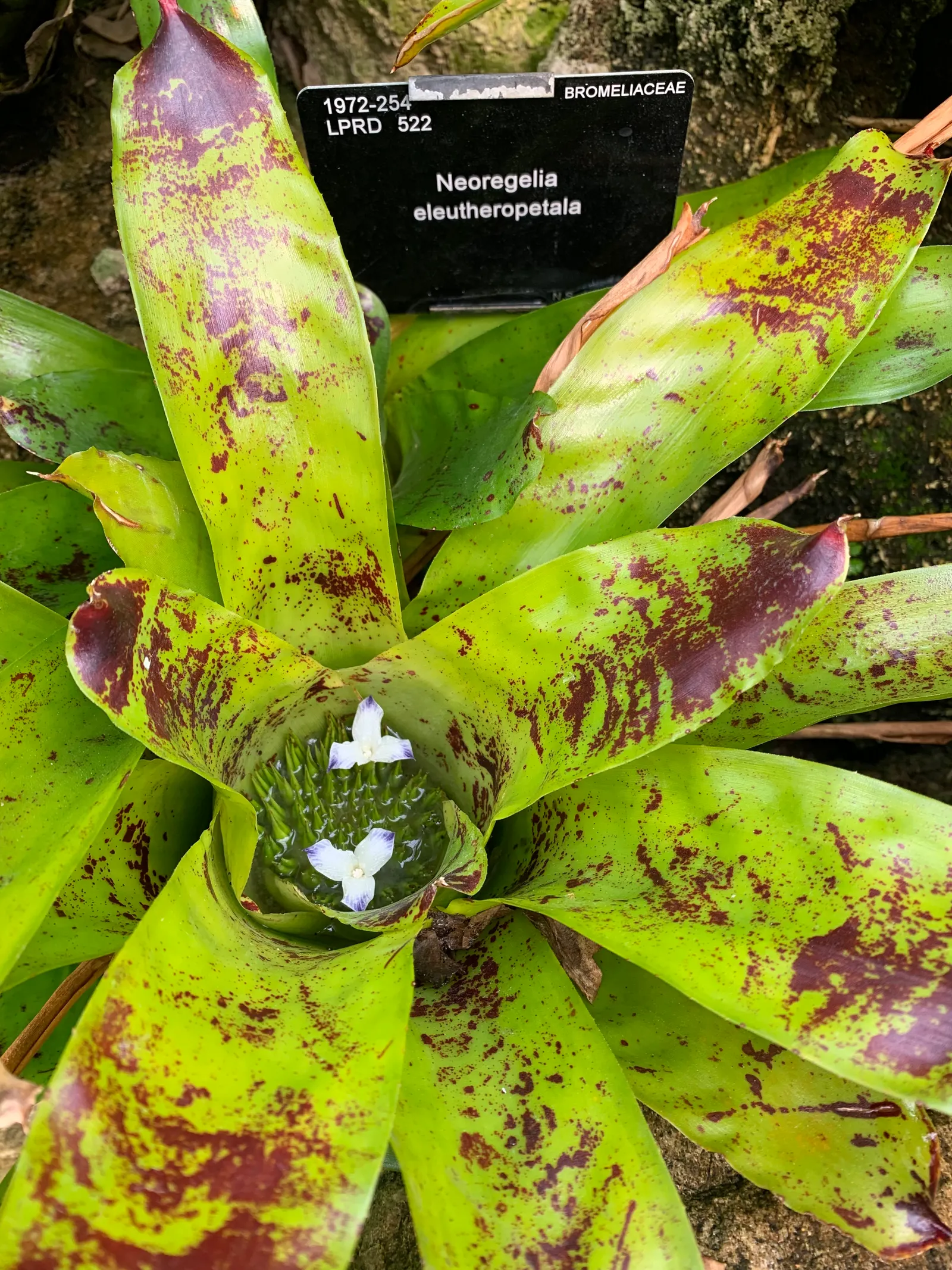 Neoregelias (Neoregelia Cultivars) — vibrant Bromeliads prized for their striking foliage rather than flowers; optimal growth occurs in bright, image 79