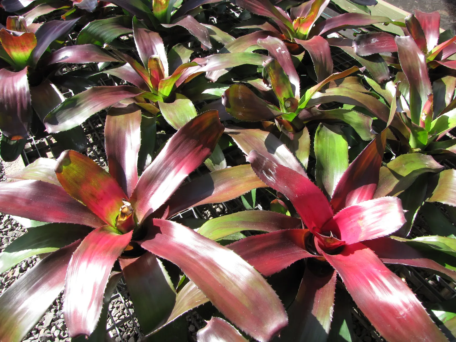 Neoregelias (Neoregelia Cultivars) — with leaves that may showcase hues from deep green to brilliant reds and marbled patterns; slow-release fertilizer applied