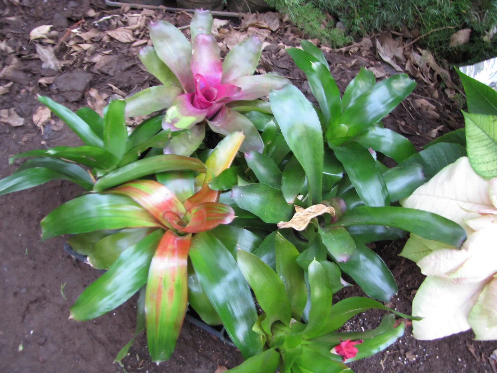 Neoregelias (Neoregelia Cultivars) — Optimal growth occurs in bright, filtered light with well-draining soil; succulent with pink and red blooms, image 56