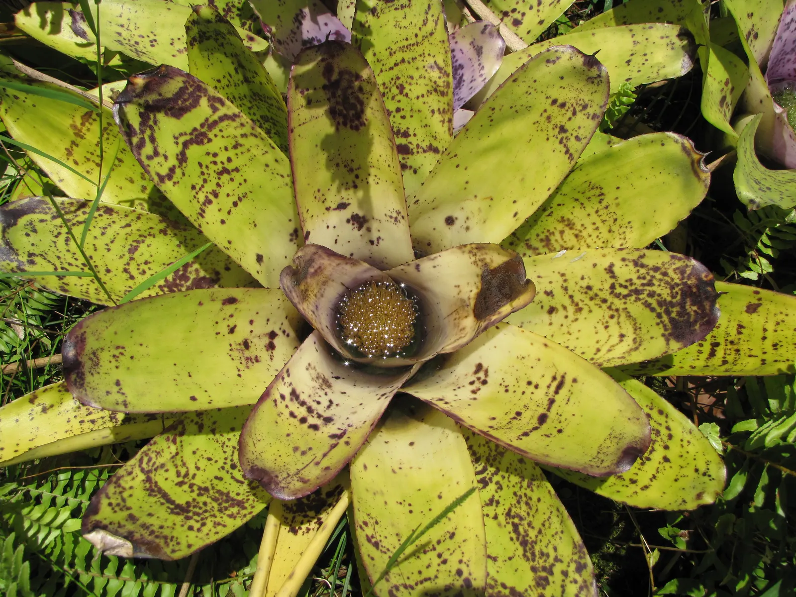 Neoregelias (Neoregelia Cultivars) — and they benefit from a balanced; the center of the rosette, image 95