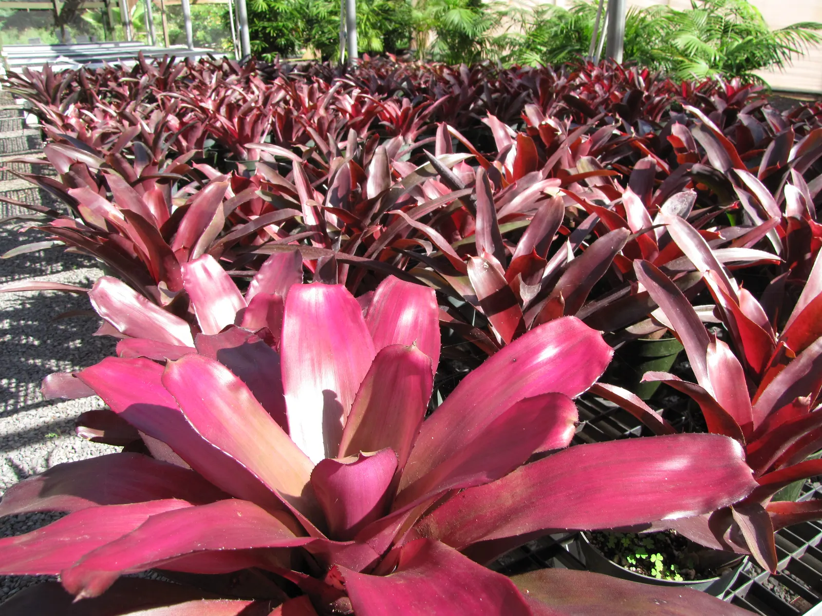 Neoregelias (Neoregelia Cultivars) — pink and red flowers in the garden; these plants boast a wide array of cultivars, image 128