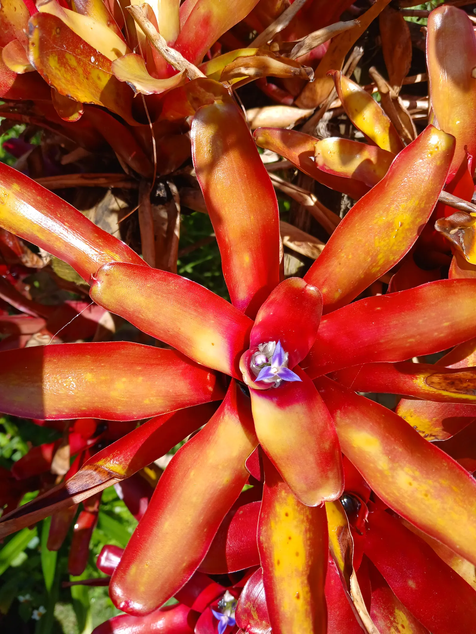 Neoregelias (Neoregelia Cultivars) — making them ideal for ground cover or as understory plants in shaded areas; neoregelias require minimal water, image 62