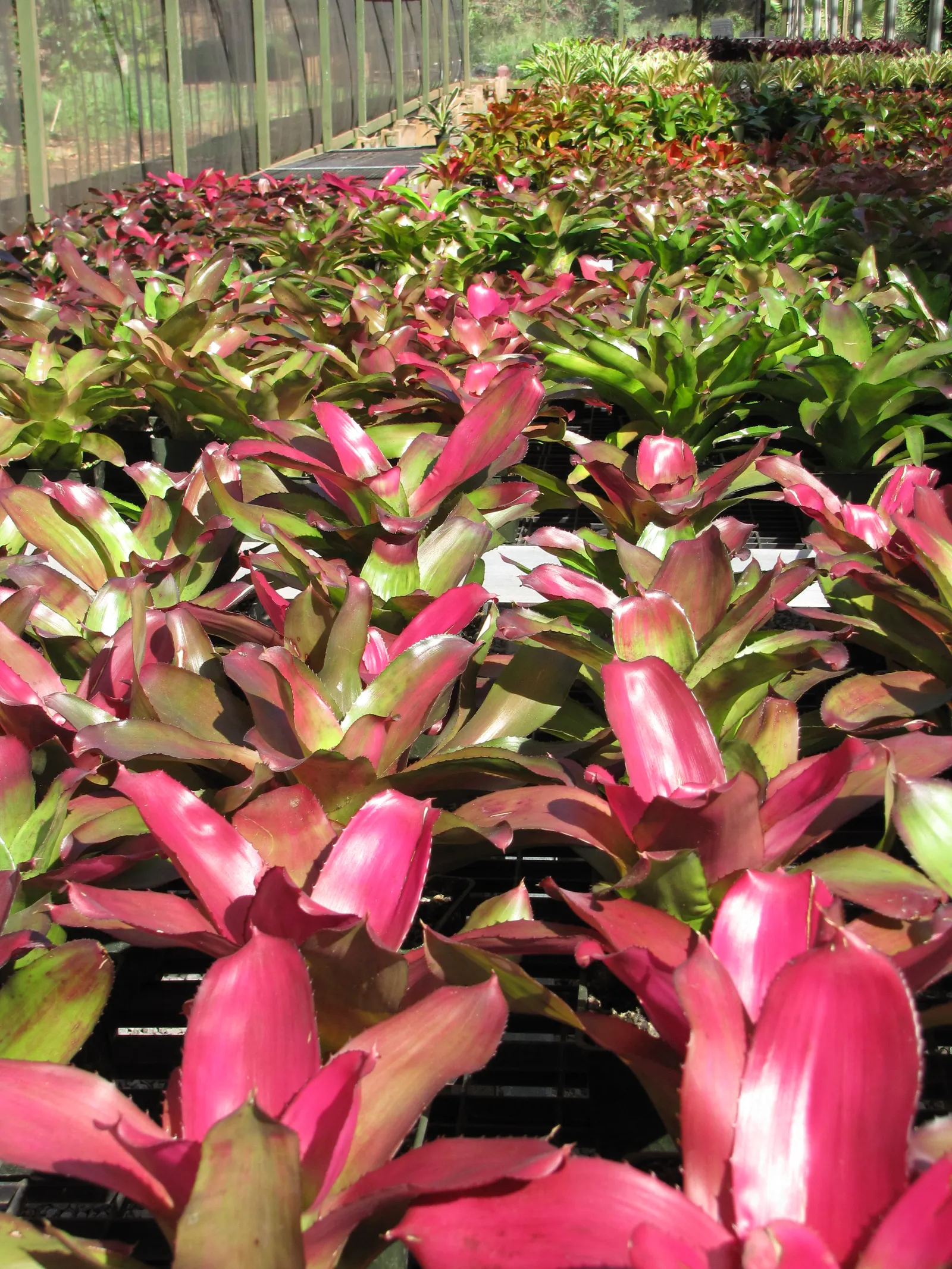 Neoregelias (Neoregelia Cultivars) — consider their mature size and place them where their colorful foliage can be appreciated up close, image 151