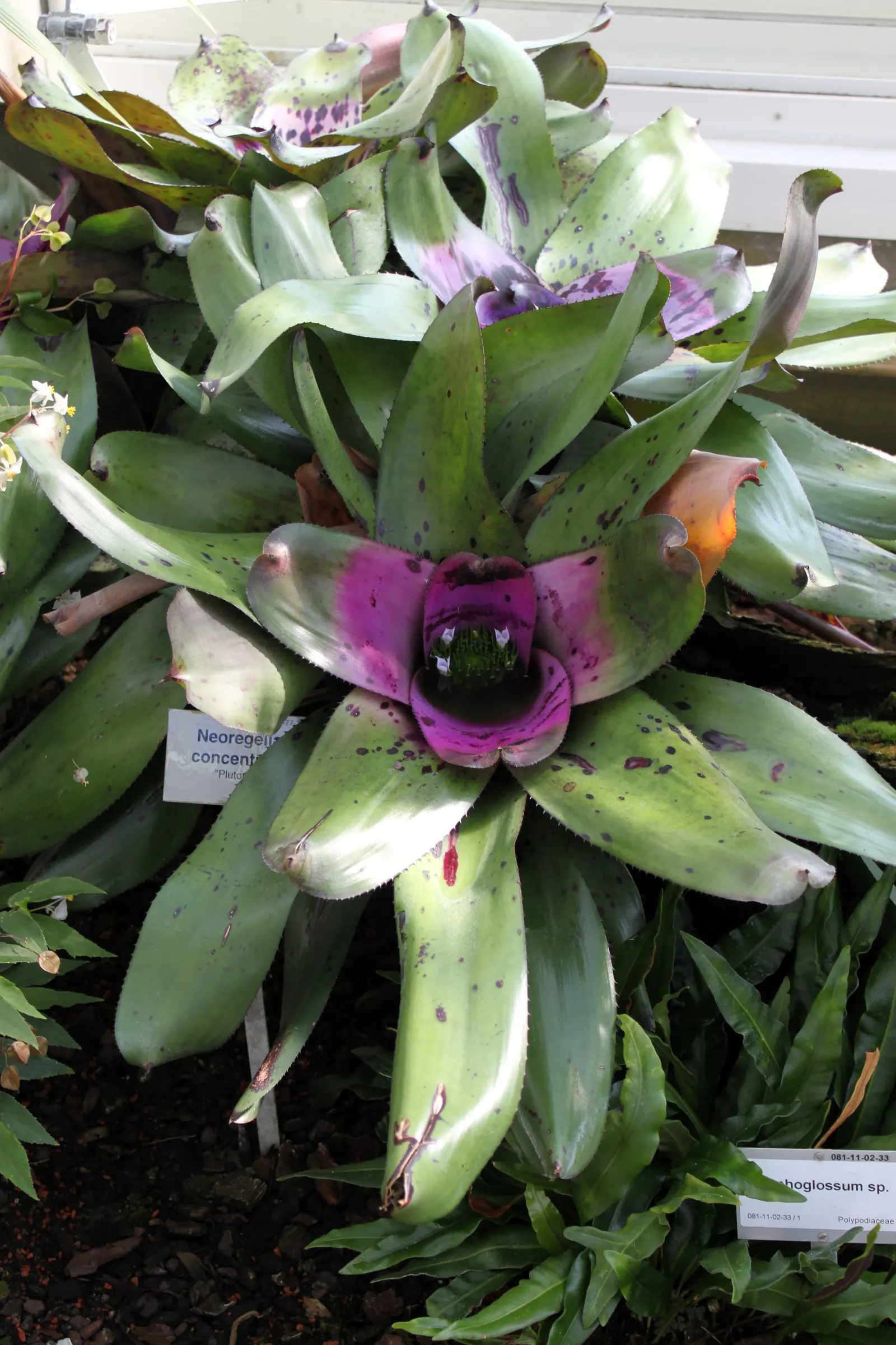 Neoregelias (Neoregelia Cultivars) — vibrant Bromeliads prized for their striking foliage rather than flowers; optimal growth occurs in bright, image 157
