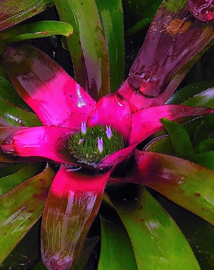 Neoregelias (Neoregelia Cultivars) — Optimal growth occurs in bright, filtered light with well-draining soil; succulent with pink and red blooms, image 108