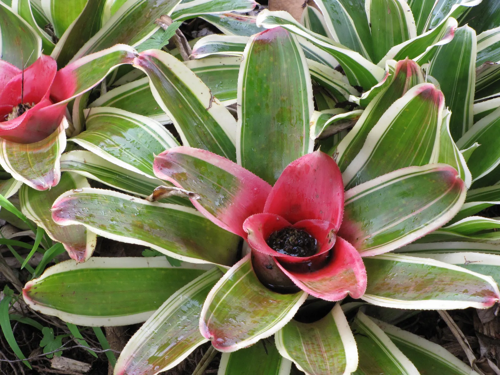 Neoregelias (Neoregelia Cultivars) — Neoregelias add a dash of vibrant beauty and textured appeal to the discerning gardener's collection; they, image 127