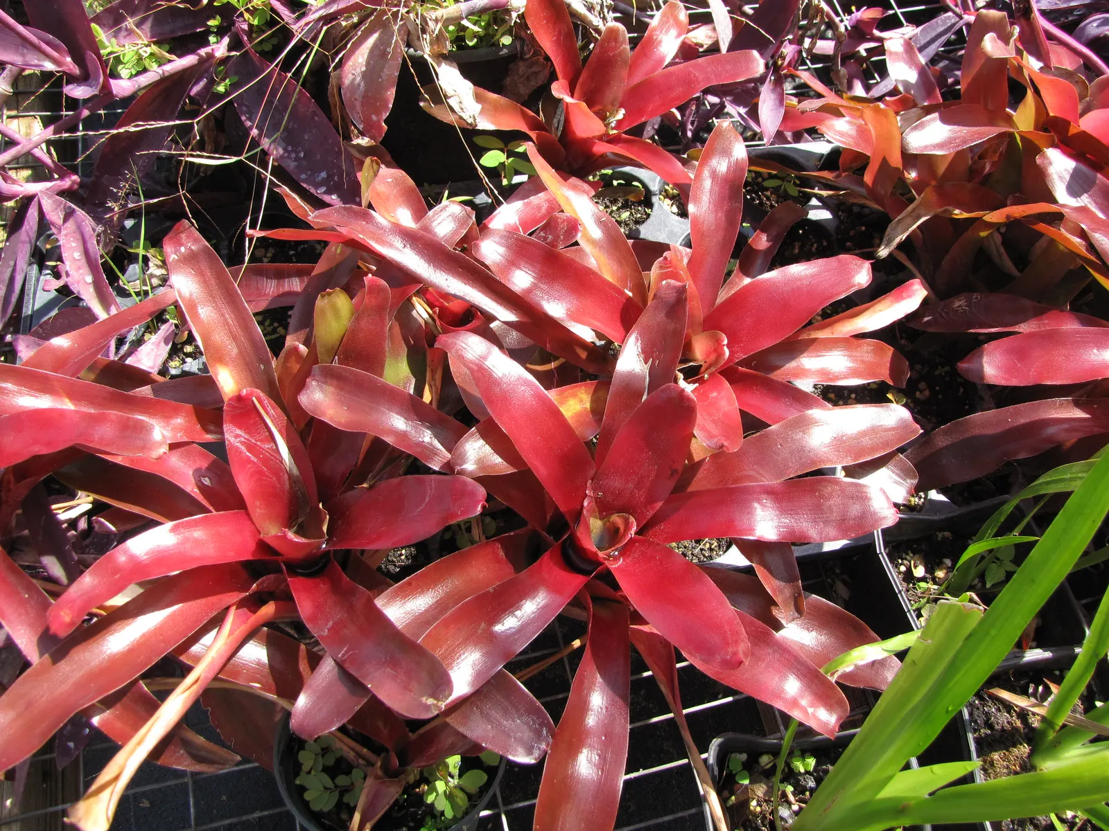 Neoregelias (Neoregelia Cultivars) — making them ideal for ground cover or as understory plants in shaded areas; neoregelias require minimal water, image 114