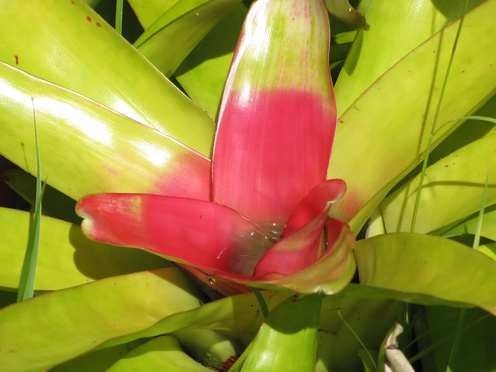 Neoregelias (Neoregelia Cultivars) — They present rosettes up to 18 inches wide; they possess a rosette of stiff, broad leaves that often feature, image 158