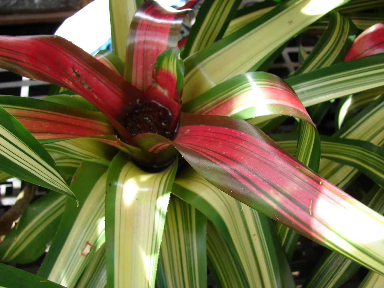 Neoregelias (Neoregelia Cultivars) — They present rosettes up to 18 inches wide; they possess a rosette of stiff, broad leaves that often feature, image 80