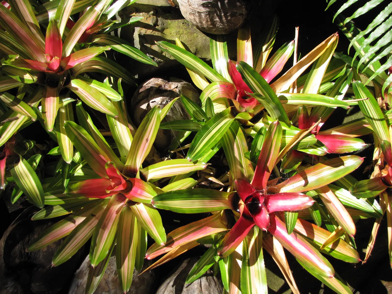 Neoregelias (Neoregelia Cultivars) — Direct sun may scorch their leaves, while too much shade can dull their vivid coloring; making them ideal for, image 143