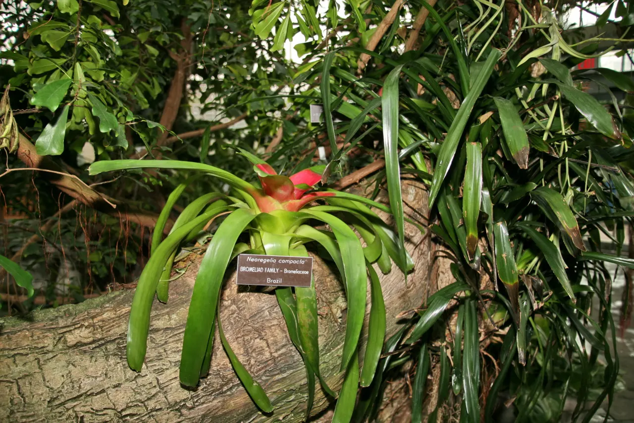 Neoregelias (Neoregelia Cultivars) — The center of the rosette; with leaves that may showcase hues from deep green to brilliant reds and marbled, image 64