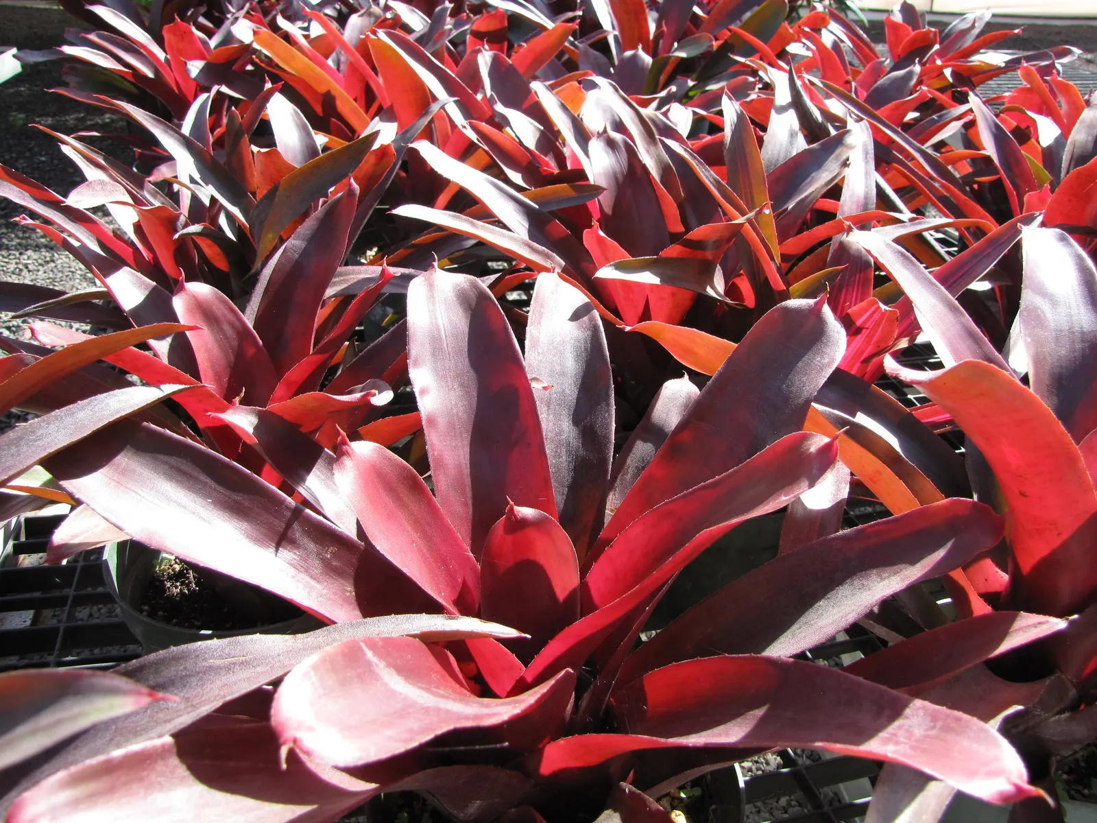 Neoregelias (Neoregelia Cultivars) — Well-draining soil or a bark-based potting mix is essential to prevent root rot; and they benefit from a, image 118