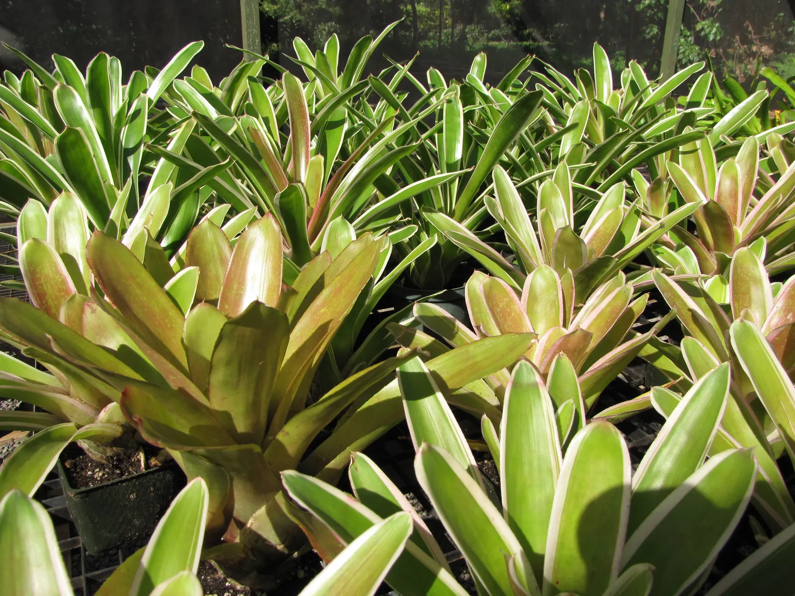 Neoregelias (Neoregelia Cultivars) — filled within their central tank rather than the soil; moderate humidity and temperatures between 70-90&deg;F, image 68
