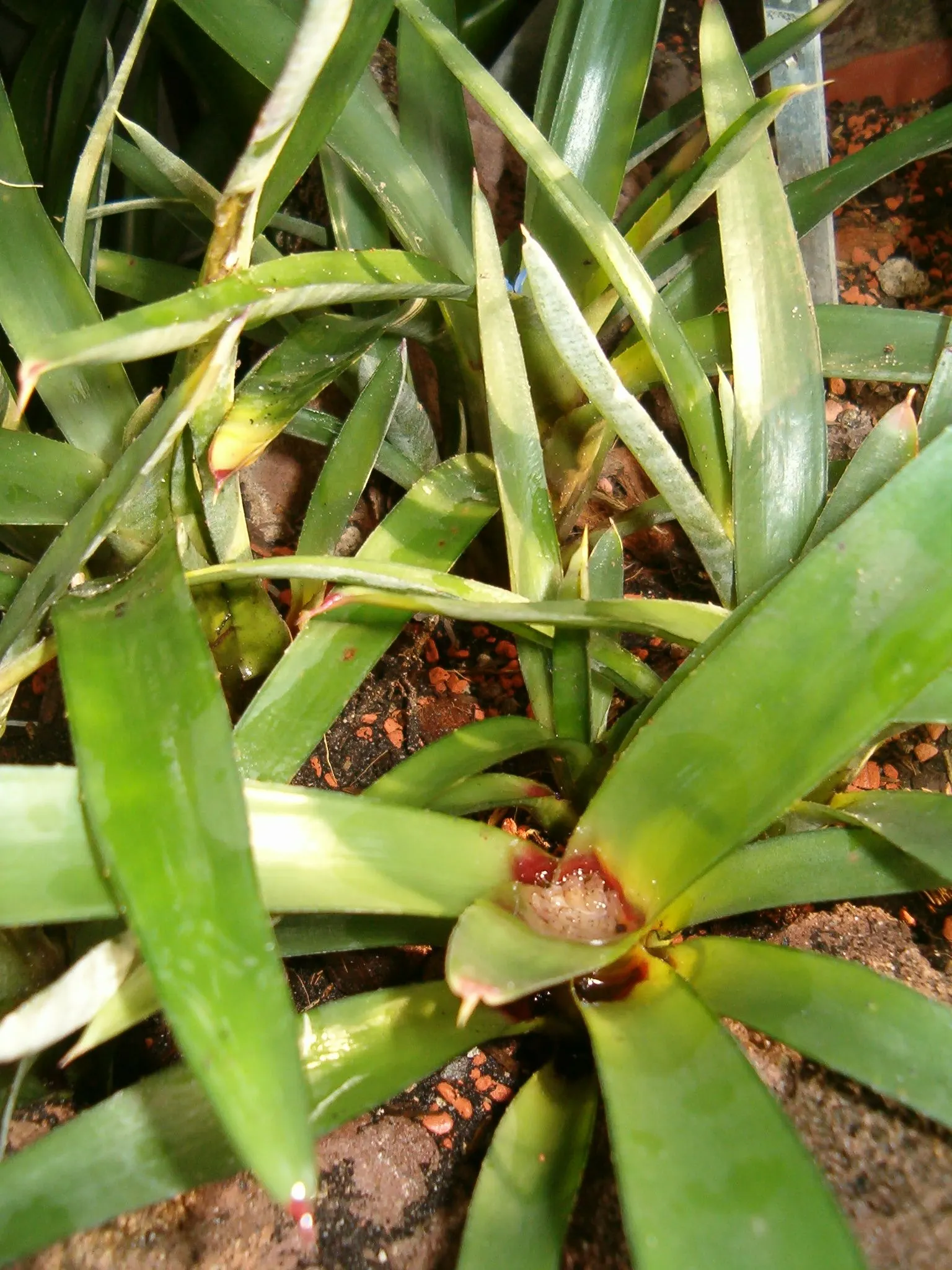 Neoregelias (Neoregelia Cultivars) — Ideal for accentuating tropical and subtropical garden designs