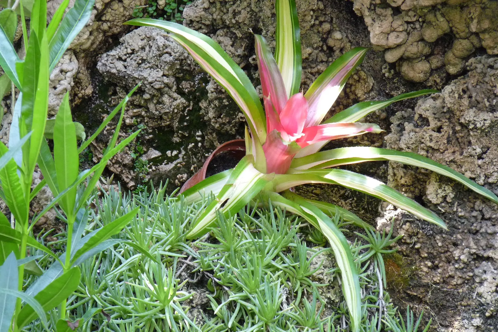 Neoregelias (Neoregelia Cultivars) — Direct sun may scorch their leaves, while too much shade can dull their vivid coloring; making them ideal for, image 117