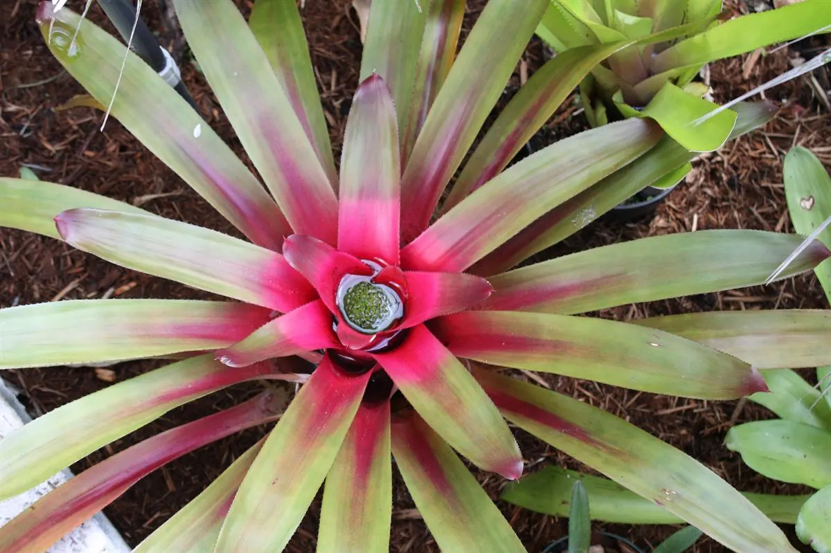Neoregelias (Neoregelia Cultivars) — pink and red flowers in the garden; these plants boast a wide array of cultivars, image 154