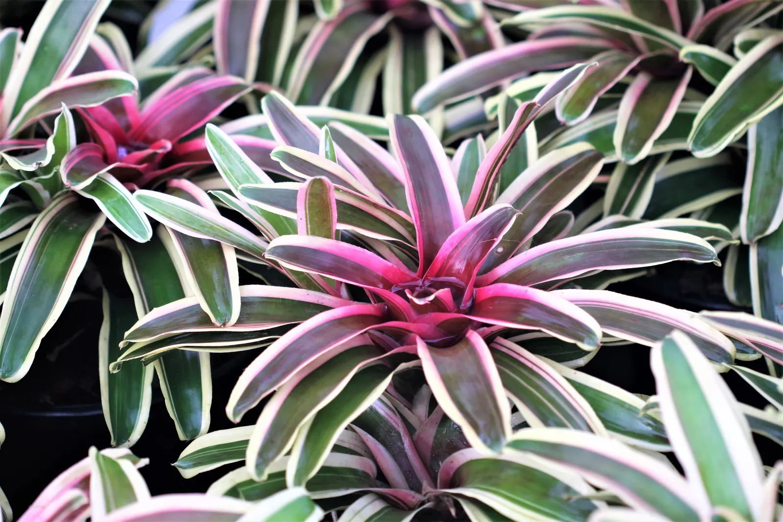 Neoregelias (Neoregelia Cultivars) — The center of the rosette; with leaves that may showcase hues from deep green to brilliant reds and marbled patterns