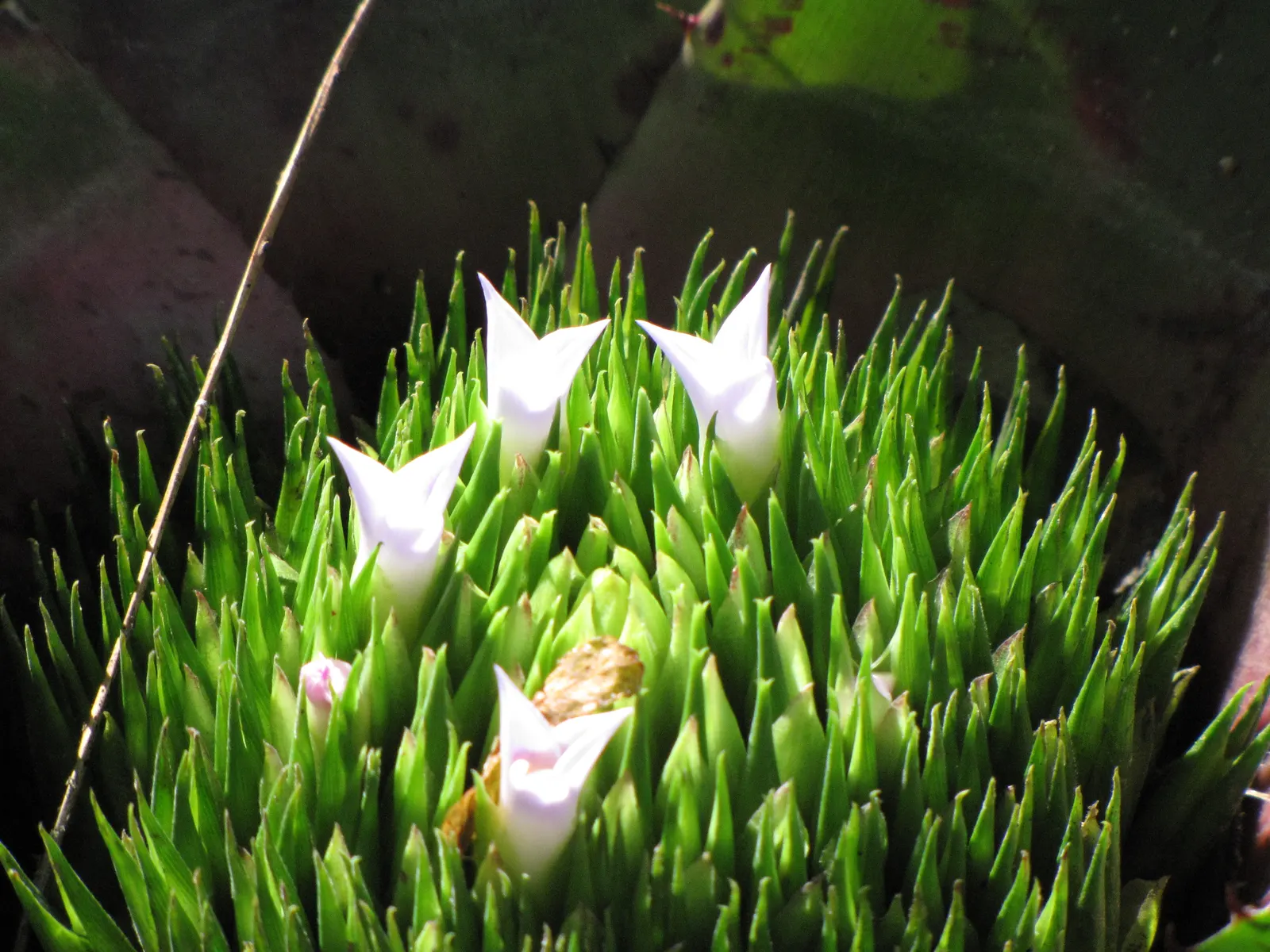 Neoregelias (Neoregelia Cultivars) — serve as strikingly attractive elements in any landscape design; vibrant Bromeliads prized for their striking, image 86