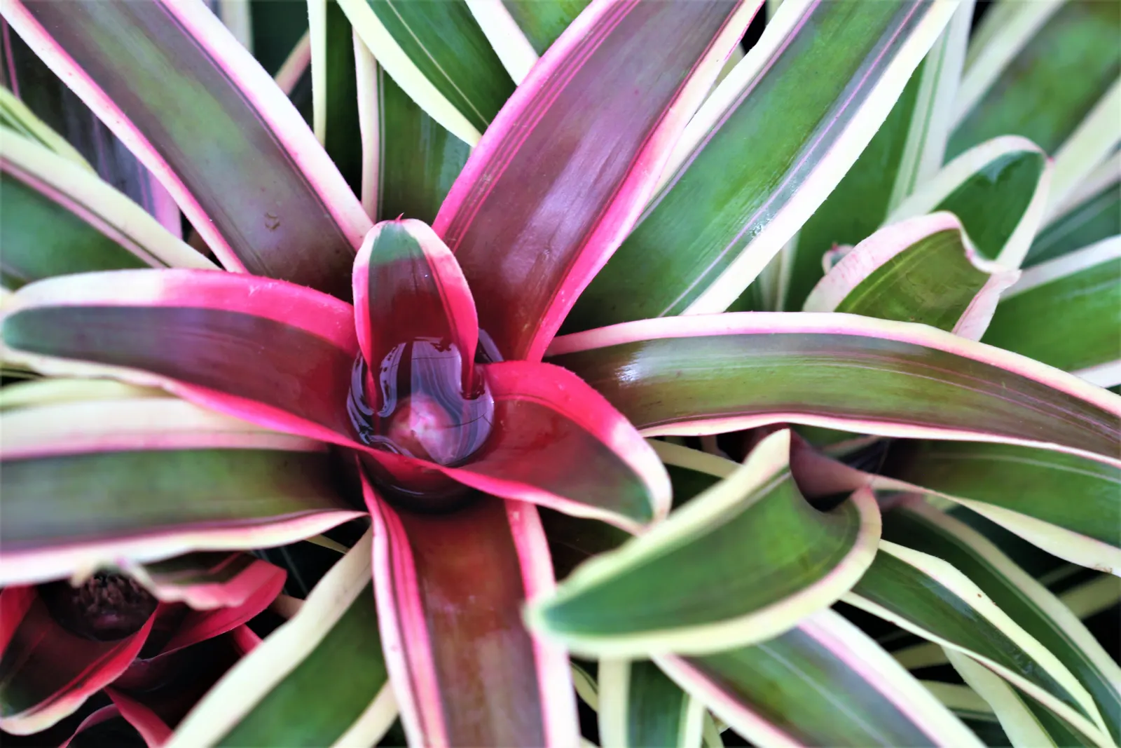 Neoregelias (Neoregelia Cultivars) — The center of the rosette; with leaves that may showcase hues from deep green to brilliant reds and marbled, image 116