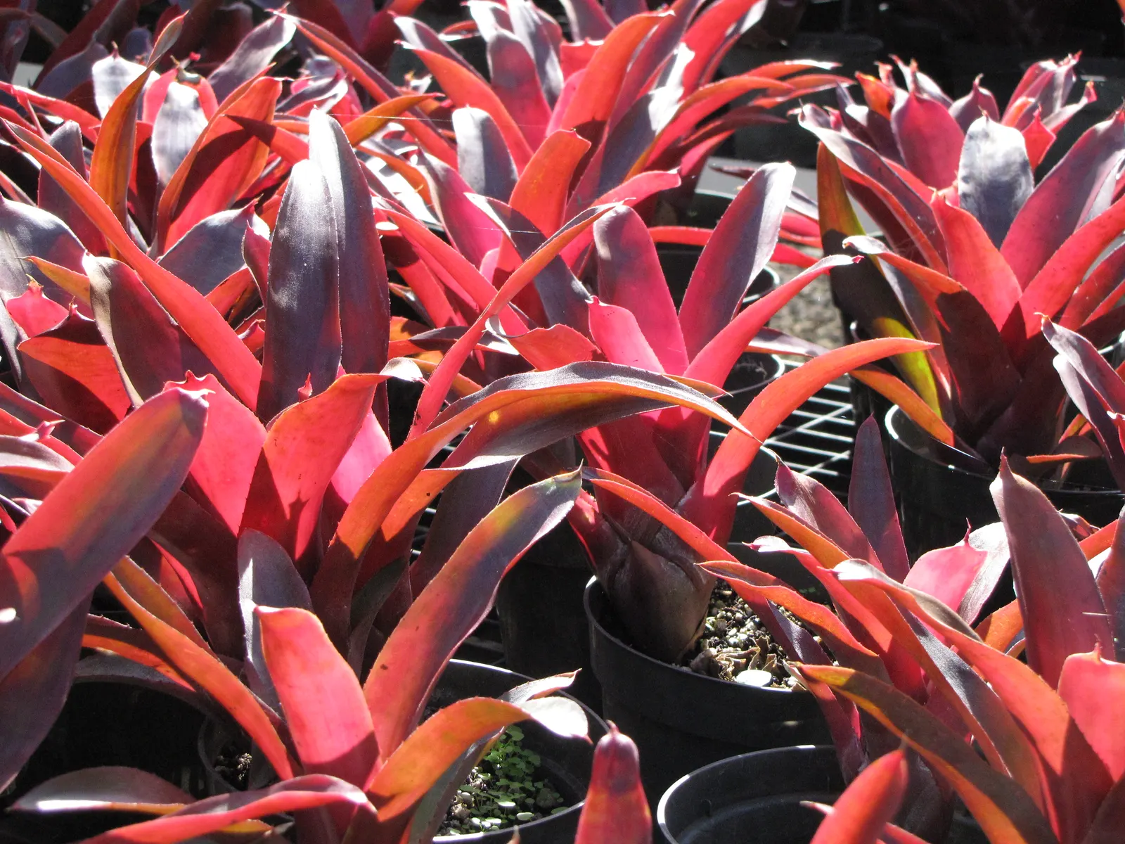 Neoregelias (Neoregelia Cultivars) — Ideal for accentuating tropical and subtropical garden designs; direct sun may scorch their leaves, while too, image 84