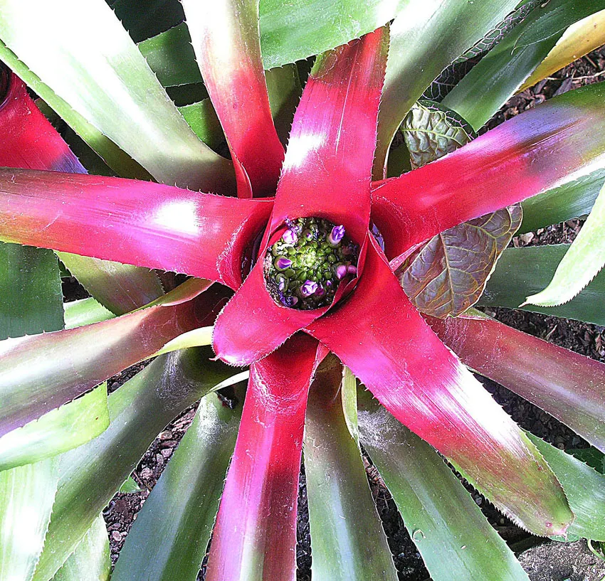 Neoregelias (Neoregelia Cultivars) — slow-release fertilizer applied in spring and summer.<br><br>Indoors; neoregelias can be grown as eye-catching, image 70