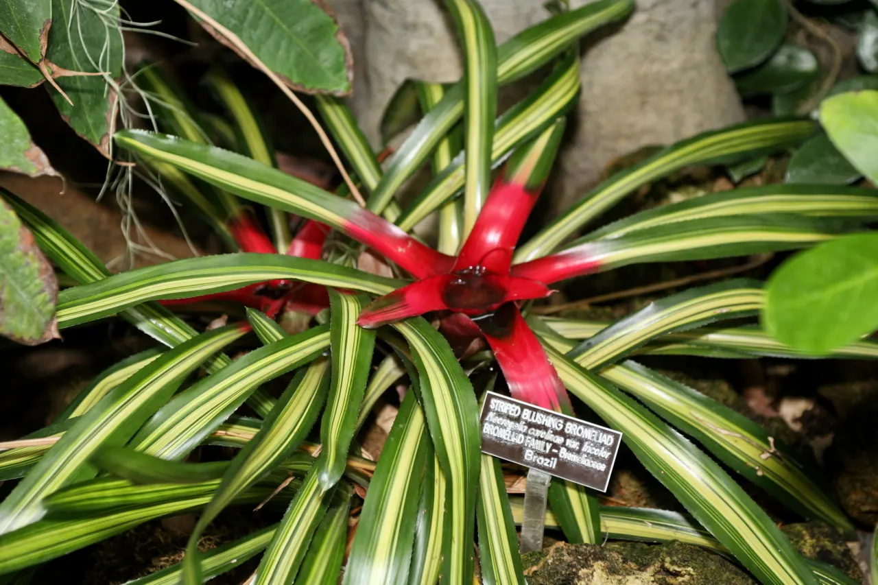 Neoregelias (Neoregelia Cultivars) — Moderate humidity and temperatures between 70-90&deg;F nurture their lush appearance; ideal for accentuating, image 135