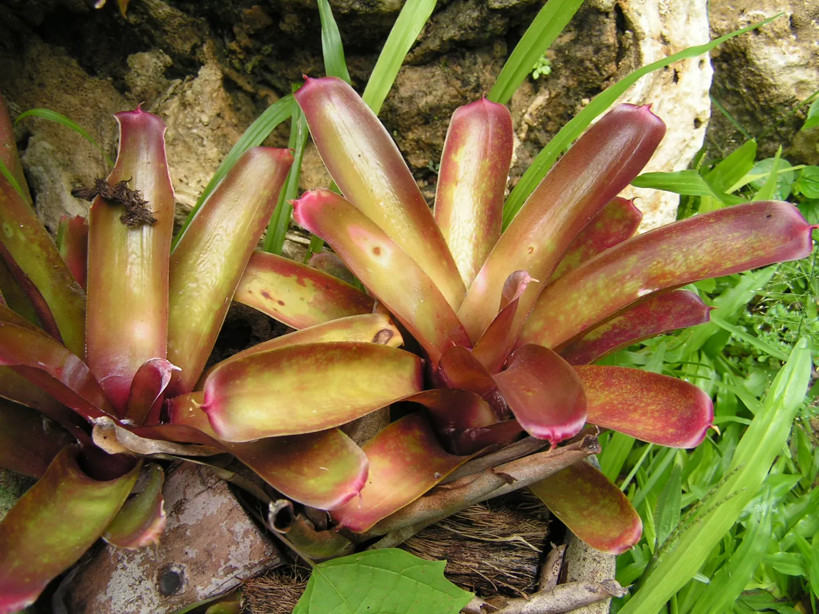Neoregelias (Neoregelia Cultivars) — Well-draining soil or a bark-based potting mix is essential to prevent root rot; and they benefit from a balanced