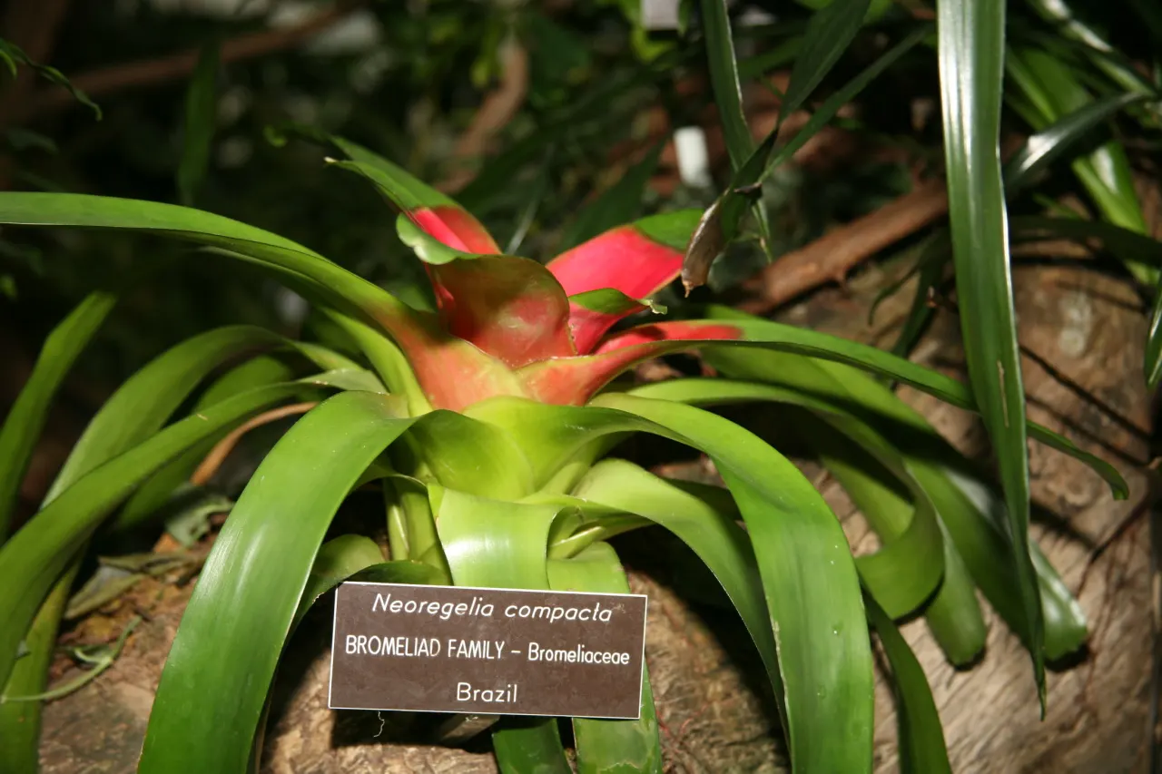 Neoregelias (Neoregelia Cultivars) — They possess a rosette of stiff, broad leaves that often feature beautiful variegation or banding; such as, image 141