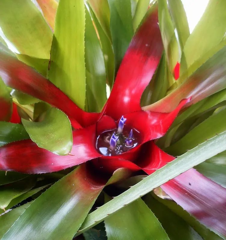 Neoregelias (Neoregelia Cultivars) — Moderate humidity and temperatures between 70-90&deg;F nurture their lush appearance; ideal for accentuating, image 57