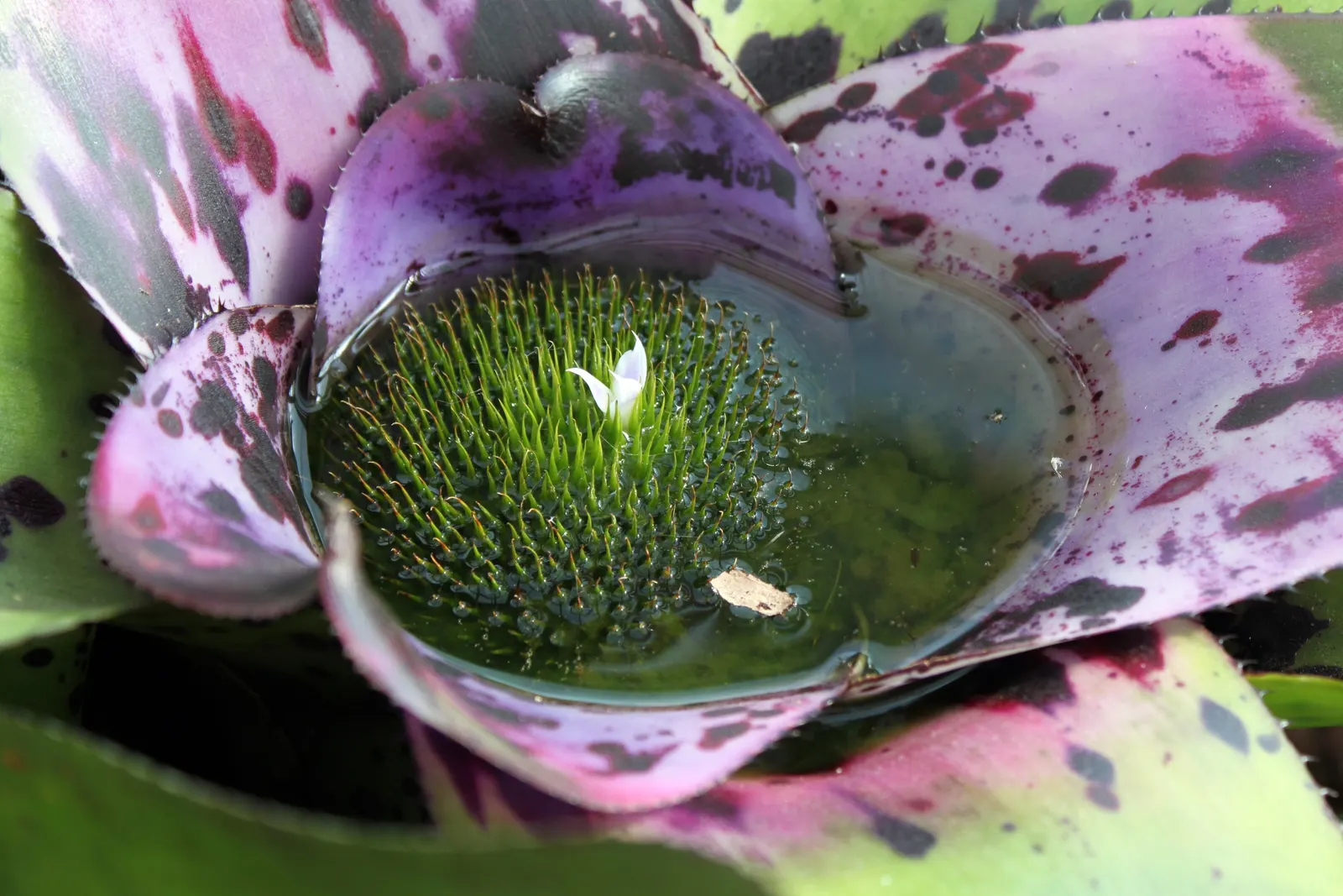 Neoregelias (Neoregelia Cultivars) — making them ideal for ground cover or as understory plants in shaded areas; neoregelias require minimal water, image 88