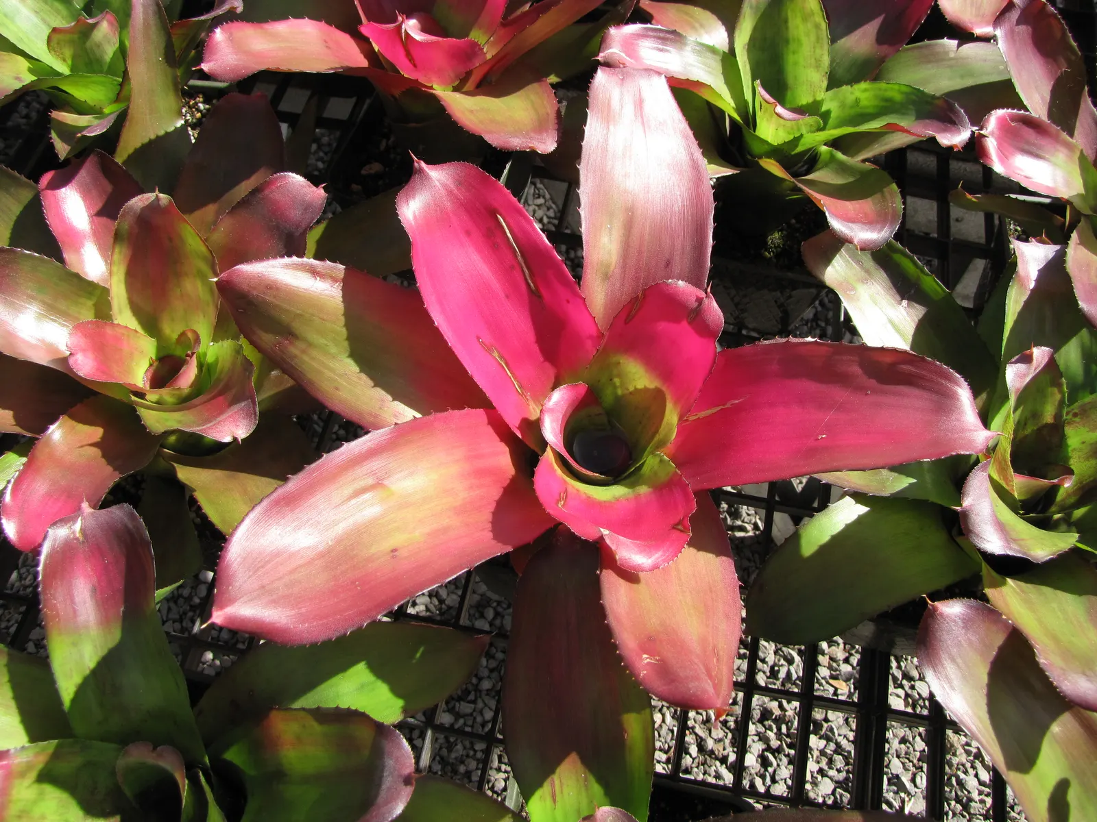 Neoregelias (Neoregelia Cultivars) — with leaves that may showcase hues from deep green to brilliant reds and marbled patterns; slow-release, image 107