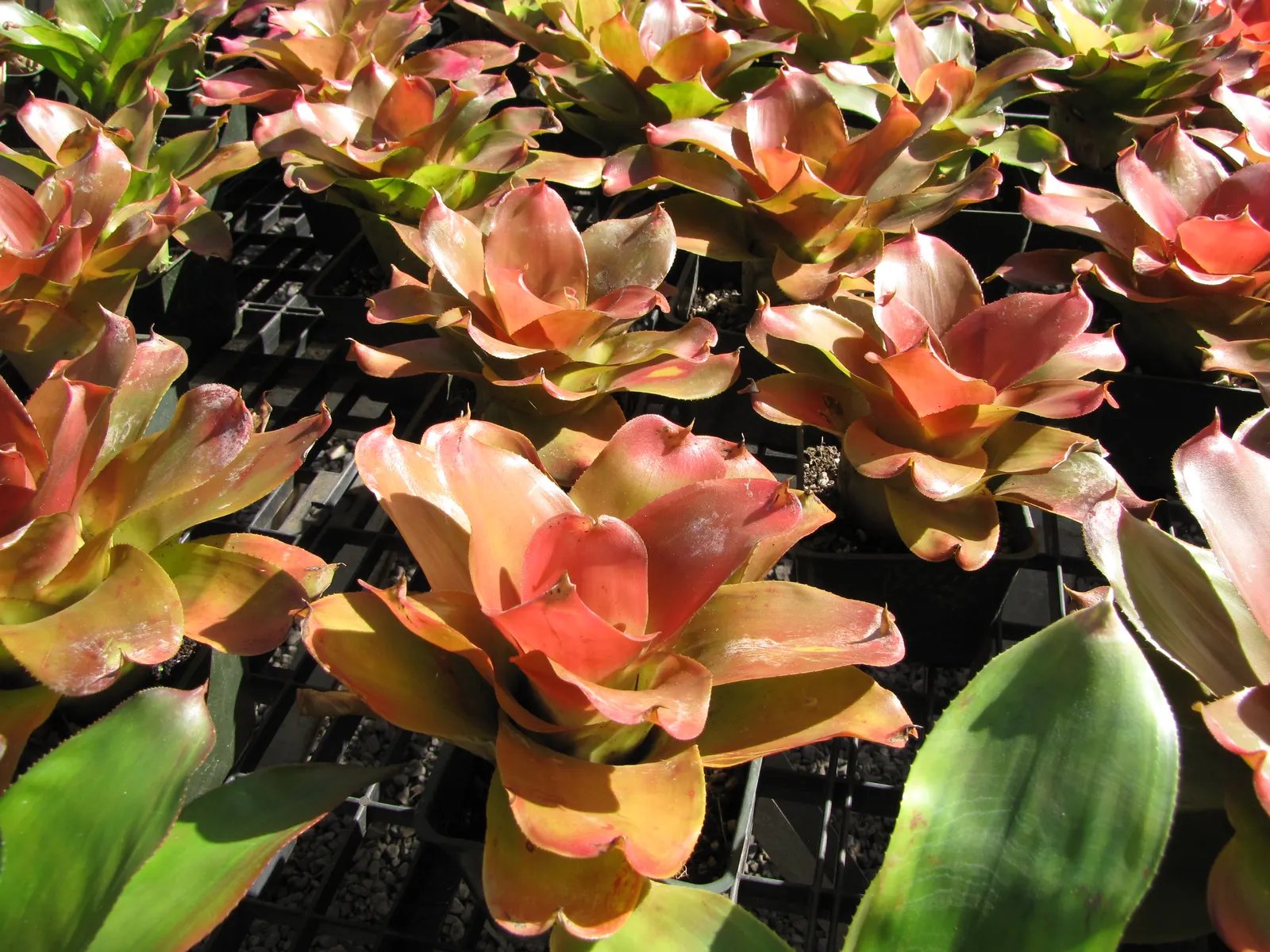 Neoregelias (Neoregelia Cultivars) — vibrant Bromeliads prized for their striking foliage rather than flowers