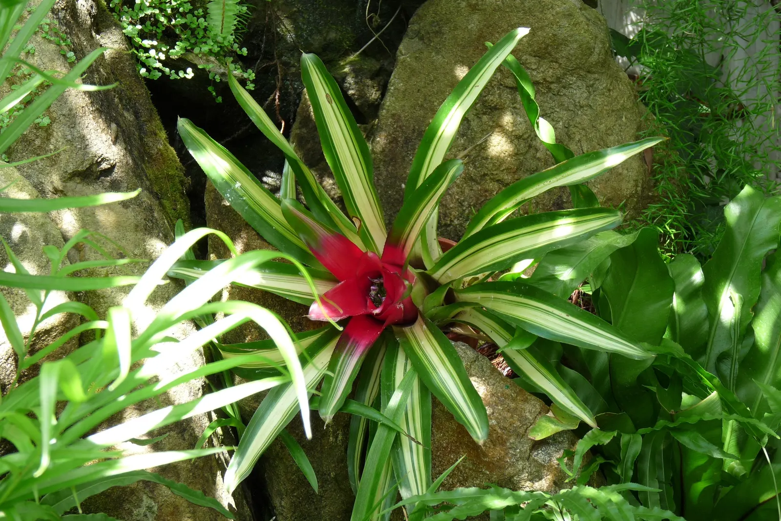 Neoregelias (Neoregelia Cultivars) — slow-release fertilizer applied in spring and summer.<br><br>Indoors; neoregelias can be grown as eye-catching, image 148