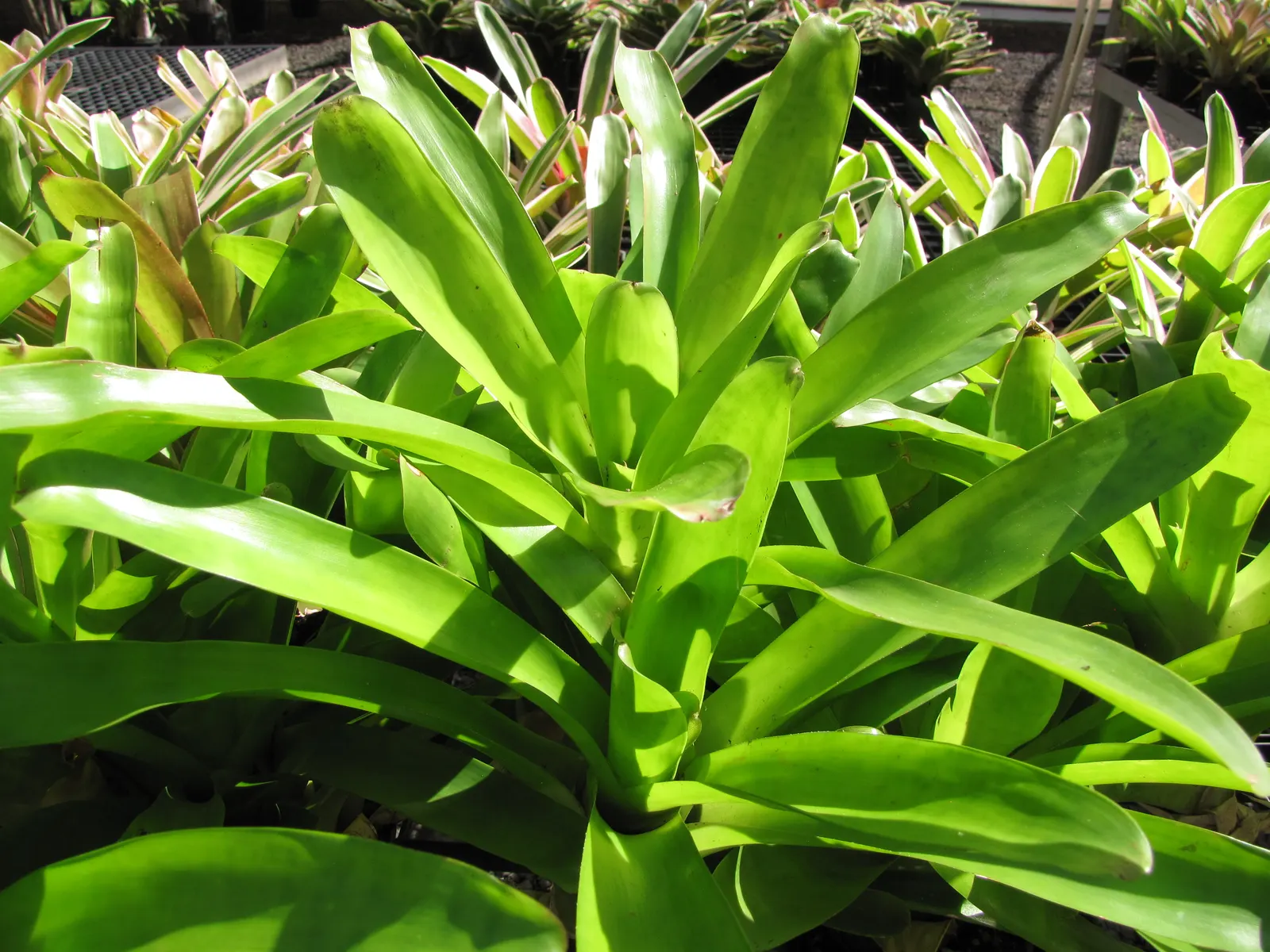 Neoregelias (Neoregelia Cultivars) — Well-draining soil or a bark-based potting mix is essential to prevent root rot