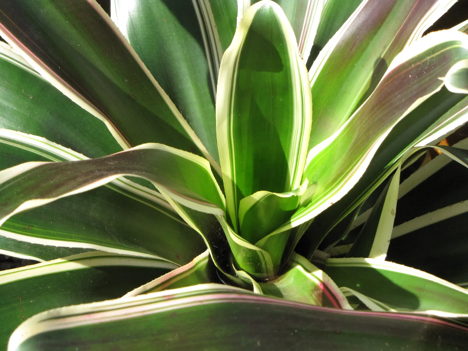 Neoregelias (Neoregelia Cultivars) — When situating these plants in the landscape; a fascinating group within the Bromeliad family