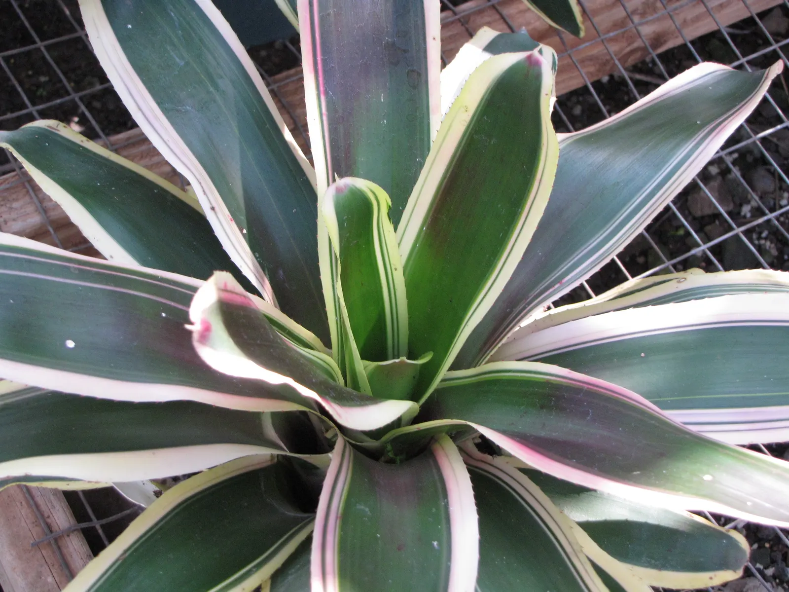 Neoregelias (Neoregelia Cultivars) — succulent with pink and red blooms; filled within their central tank rather than the soil, image 103