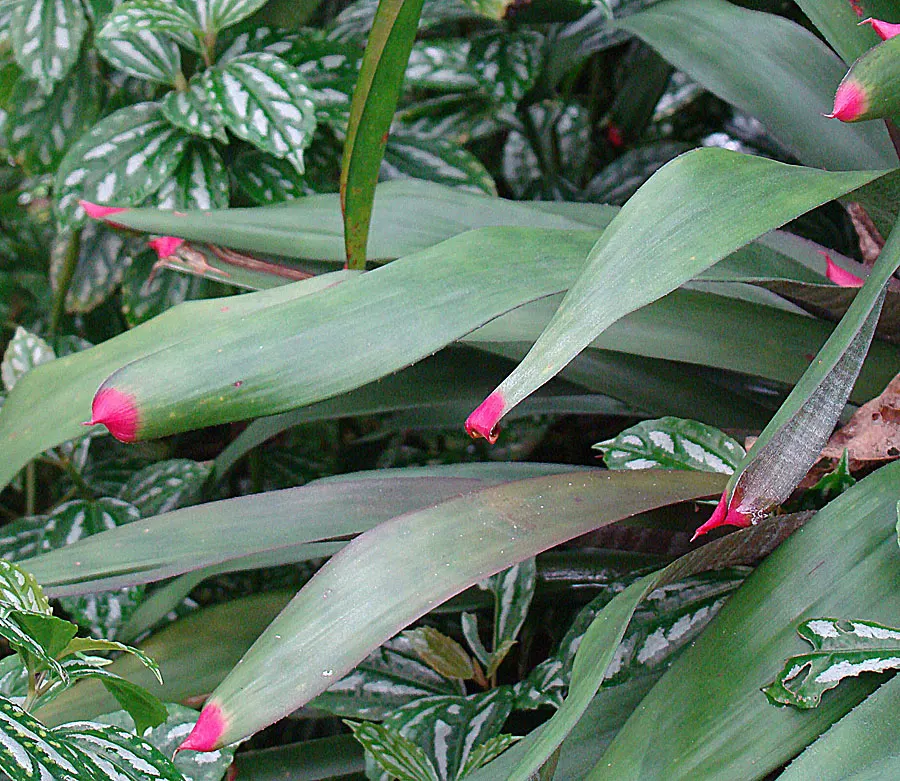 Neoregelias (Neoregelia Cultivars) — Neoregelias add a dash of vibrant beauty and textured appeal to the discerning gardener's collection