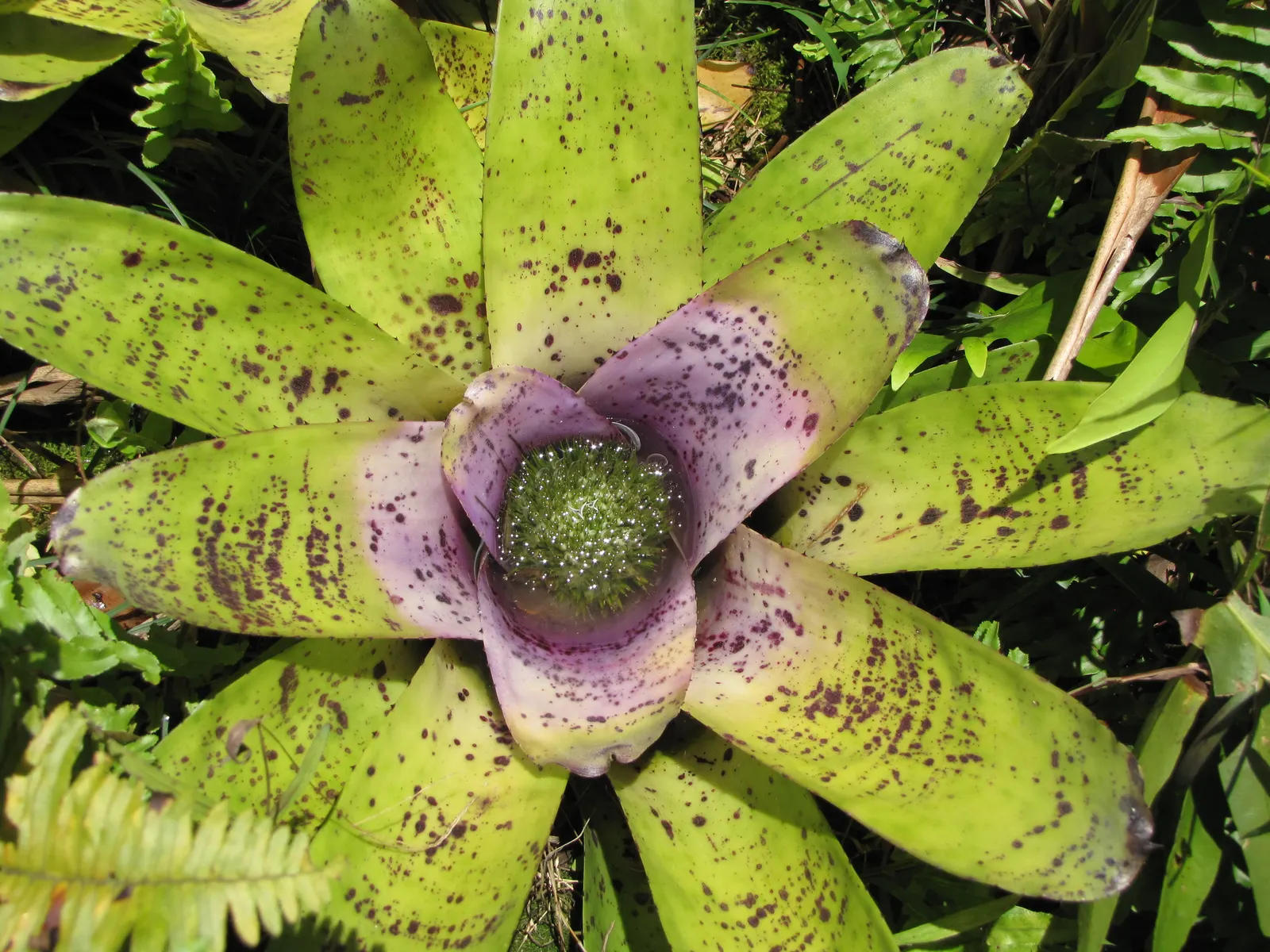 Neoregelias (Neoregelia Cultivars) — these plants boast a wide array of cultivars; serve as strikingly attractive elements in any landscape design, image 87