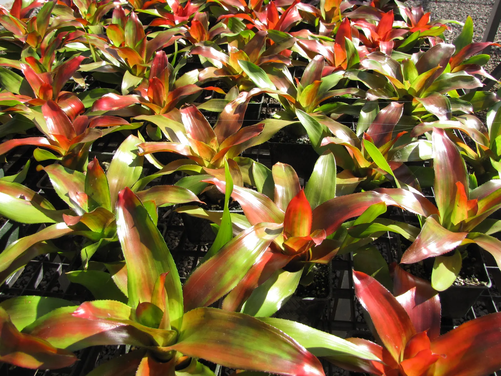 Neoregelias (Neoregelia Cultivars) — Neoregelias require minimal water