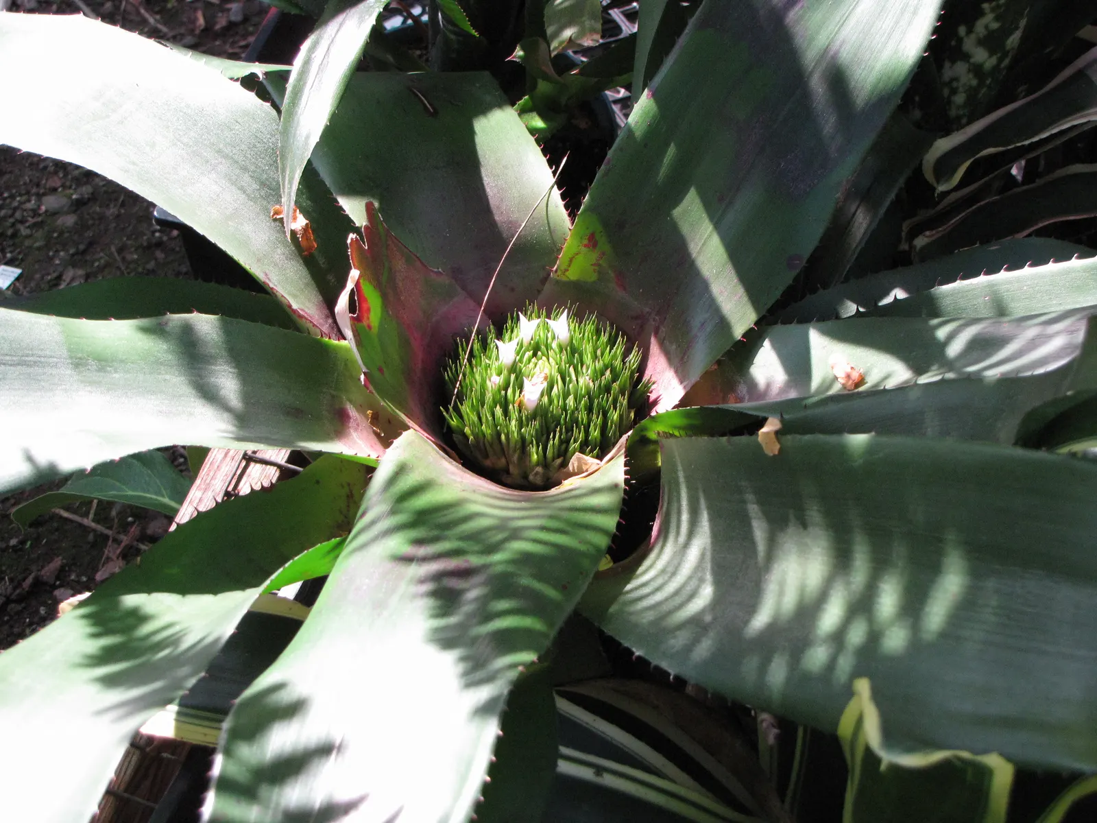 Neoregelias (Neoregelia Cultivars) — these plants boast a wide array of cultivars; serve as strikingly attractive elements in any landscape design, image 165
