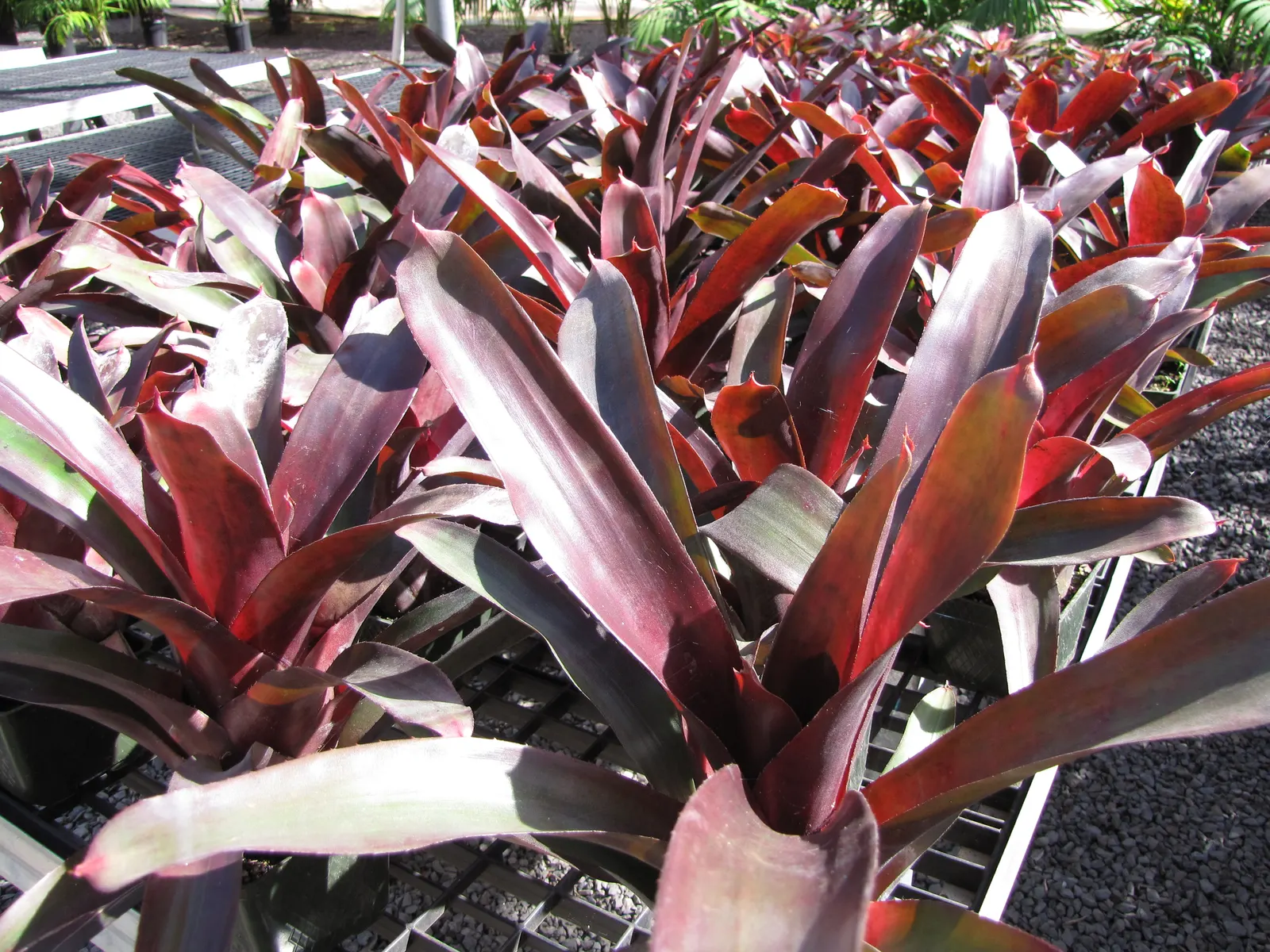 Neoregelias (Neoregelia Cultivars) — vibrant Bromeliads prized for their striking foliage rather than flowers; optimal growth occurs in bright, filtered light