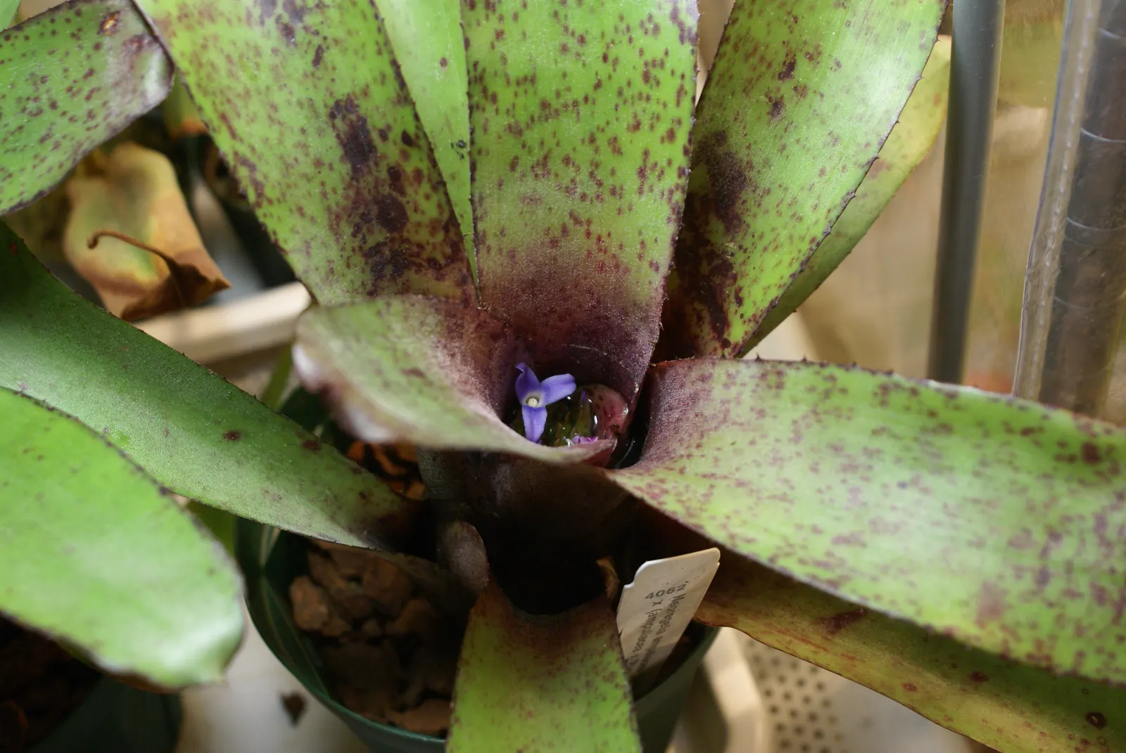 Neoregelias (Neoregelia Cultivars) — Neoregelias can be grown as eye-catching accents in brightly lit rooms