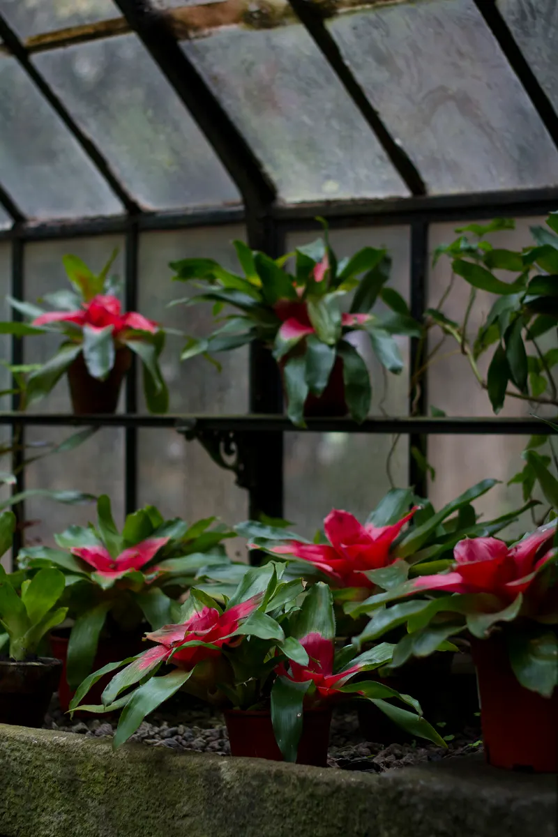 Neoregelias (Neoregelia Cultivars) — slow-release fertilizer applied in spring and summer.<br><br>Indoors; neoregelias can be grown as eye-catching accents in