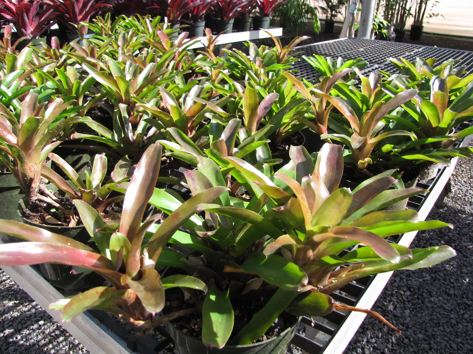 Neoregelias (Neoregelia Cultivars) — Direct sun may scorch their leaves, while too much shade can dull their vivid coloring; making them ideal for ground cover