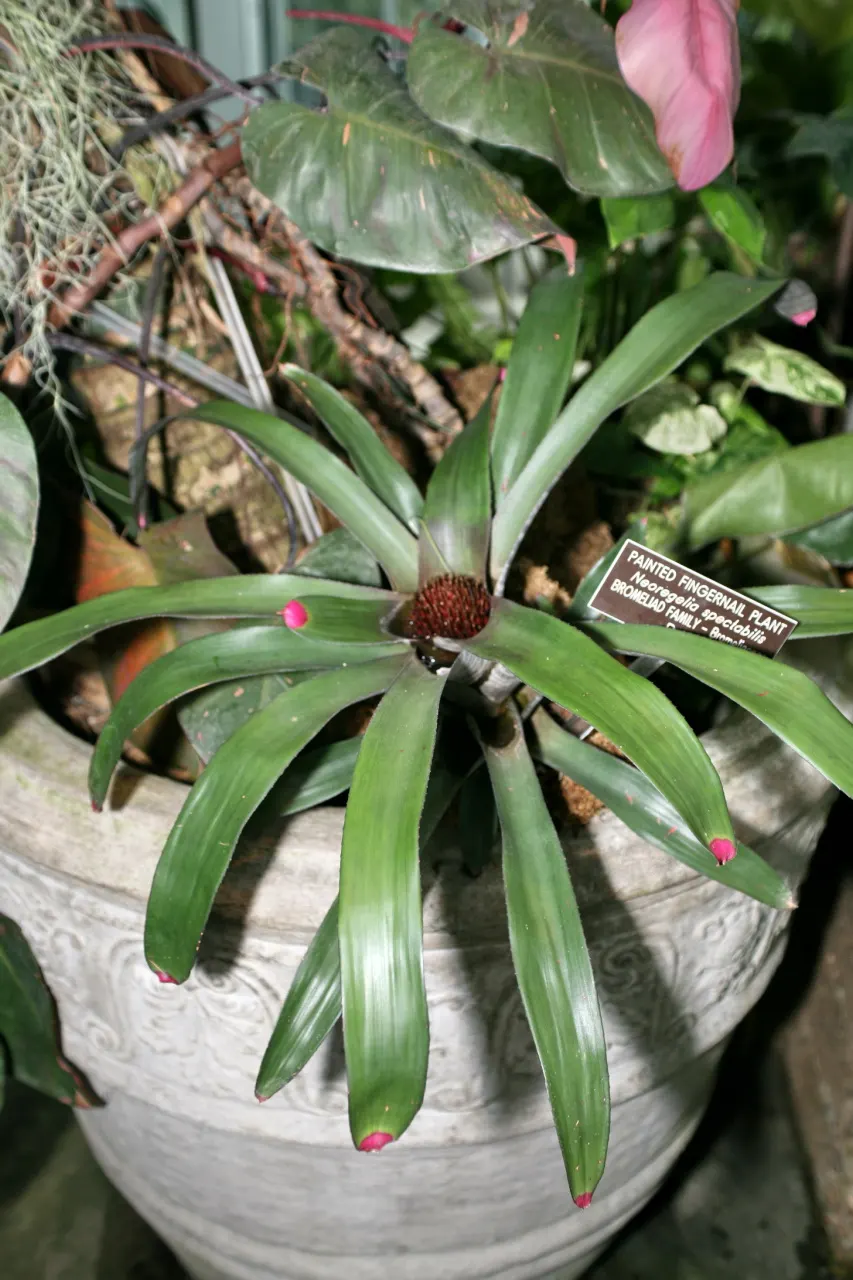 Neoregelias (Neoregelia Cultivars) — a fascinating group within the Bromeliad family