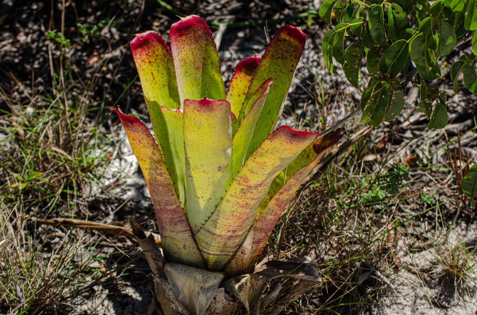 Neoregelias (Neoregelia Cultivars) — consider their mature size and place them where their colorful foliage can be appreciated up close, image 99