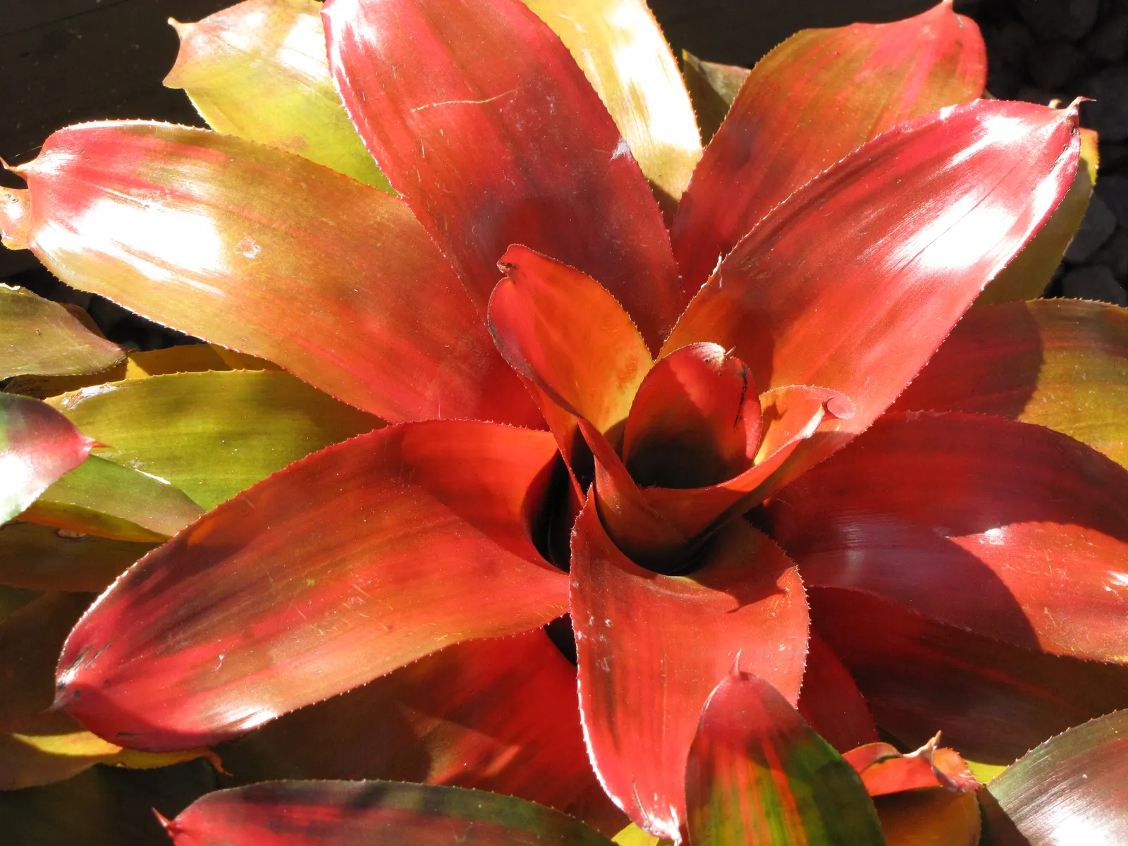 Neoregelias (Neoregelia Cultivars) — Neoregelias require minimal water; pink and red flowers in the garden, image 145