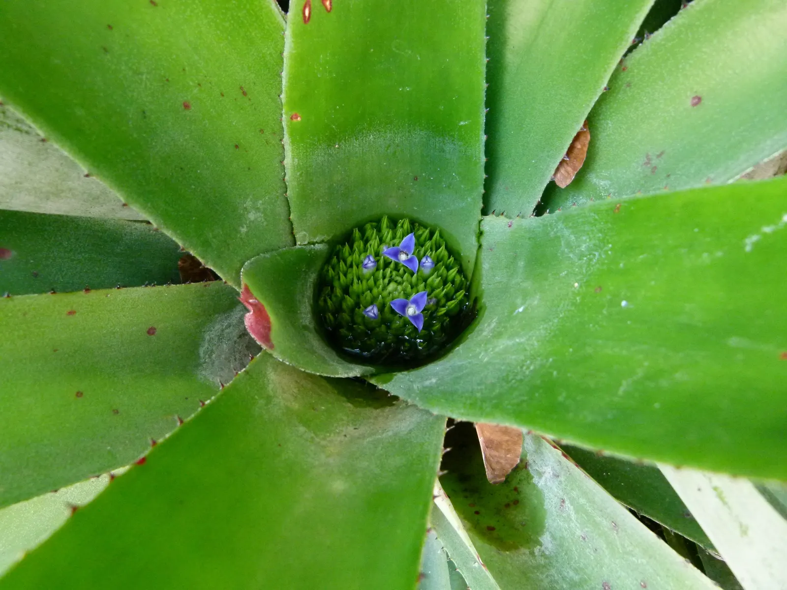Neoregelias (Neoregelia Cultivars) — making them ideal for ground cover or as understory plants in shaded areas